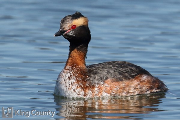 Photo of Podiceps auritus